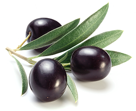 Ripe black olives with leaves on a white background